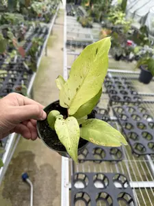 Philodendron Snow Drift