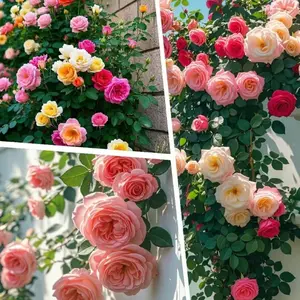 3600 Seeds of Rose Carnation Cosmos Lavender Sunflower Bonus Climbing Rose Gift Her a Garden of LoveValentine's Day & Mother's Day LoveSeed