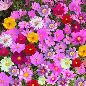 1000 mixed outdoor garden combination flower seeds easy to live flowering all year round outdoor spring planting flower seeds Complete flower seeds