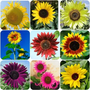 Mixed sunflower seeds are used to grow non-GMO, heirlooms for outdoor gardens and bonsai plants