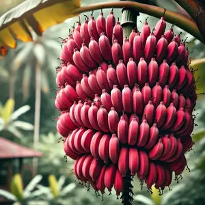 Red Dacca Banana Plant - Live Plant - Cuban Red Banana Plant for All-Season Appeal