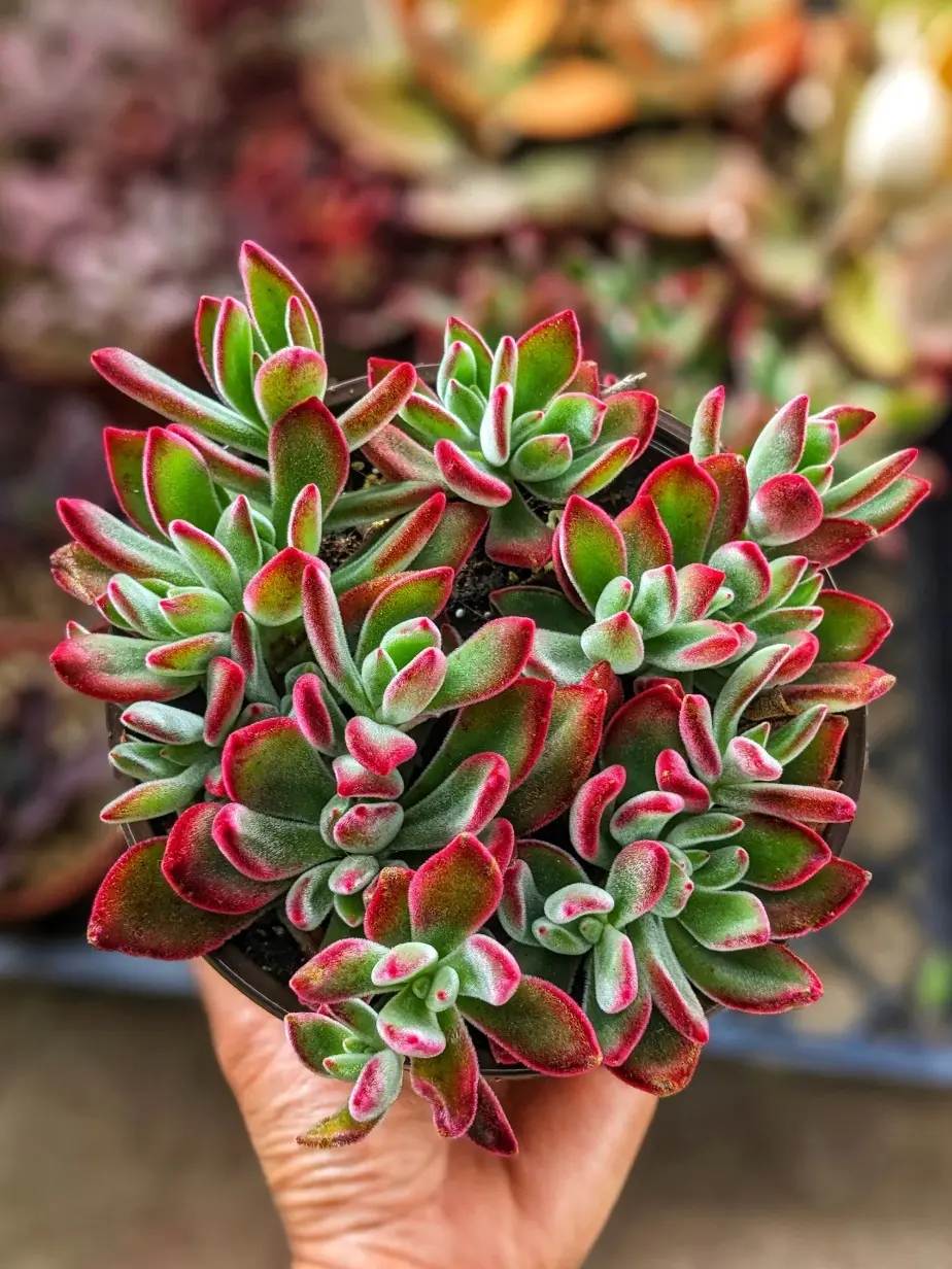 Velvety Echeveria 'Ruby Slippers' - Live Succulent Plant