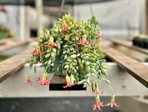 Live Cotyledon Pendens Plant - Trailing Succulent - Cliff Cotyledon -  6 Inch Pot