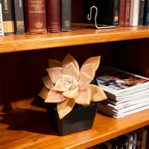 Ghost Plant Graptopetalum Live - Pearl Gray Succulent with Lavender Tint | Drought Tolerant Easy Care