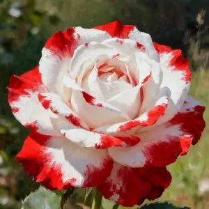 300 Premium Flower Seeds – Rare Colorful Mix for Home & Garden | Easy to Grow, Non-GMO, High Germination