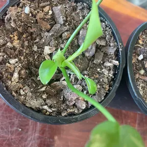 Philodendron mayoi US seller 4” pots