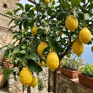 Living Amalfi lemon seedlings, perennial citrus trees