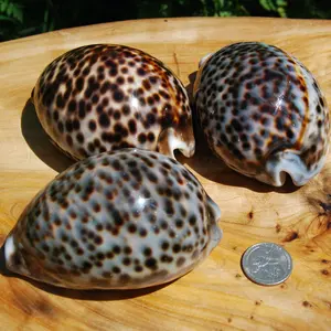 ONE XL Tiger Cowrie Shell Cypraea tigris Cowry
