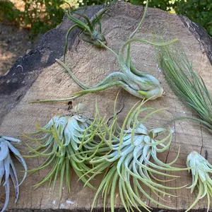 Air Plant Party Pack - Medium Party - Six Plants (6)