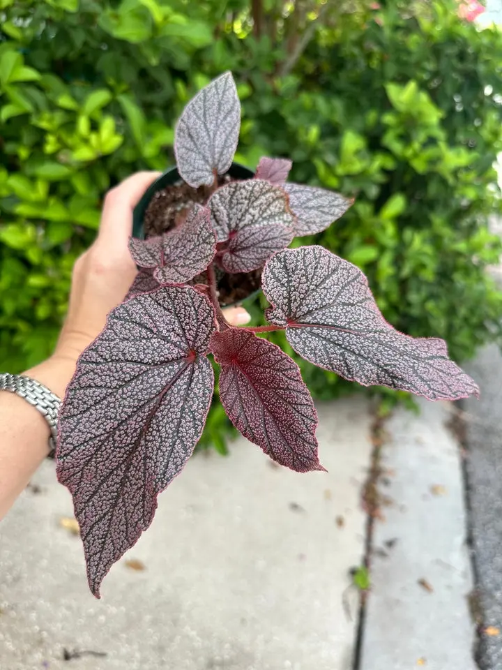 Begonia noID (Maurice Amey) - 4" pot