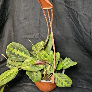 Red Prayer Plant, 6" hanging basket, Live plant ,Indoor Houseplants