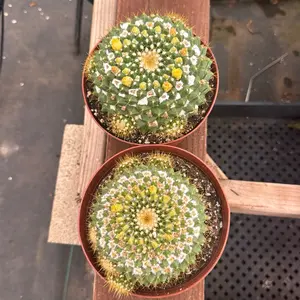 Mammillaria Marksiana 6 inch pot Cactus Plant