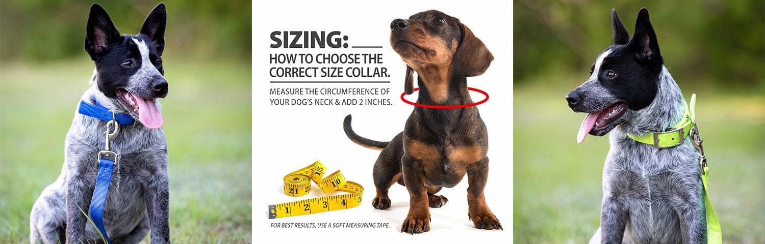 Jeffers Solid Web Nylon Dog Collar