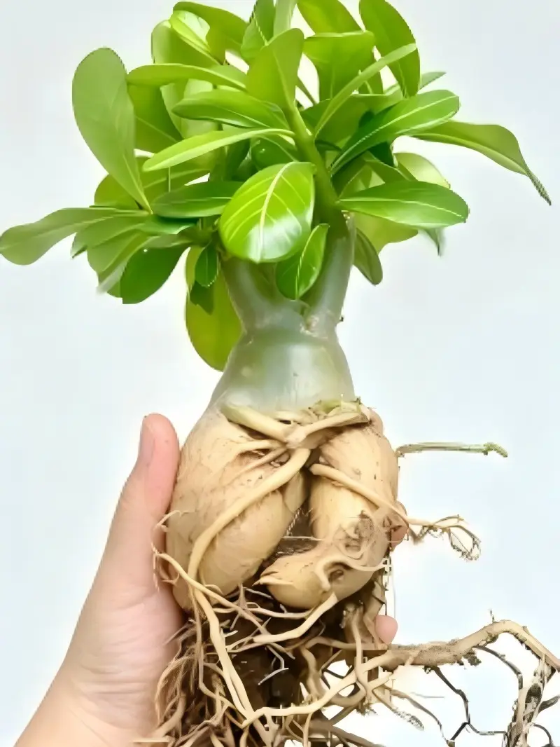 Desert Rose Adenium Obesum Caudex Starter Succulent Plant, Suitable for Indoor & Outdoor Home Garden Use (1 Plant)
