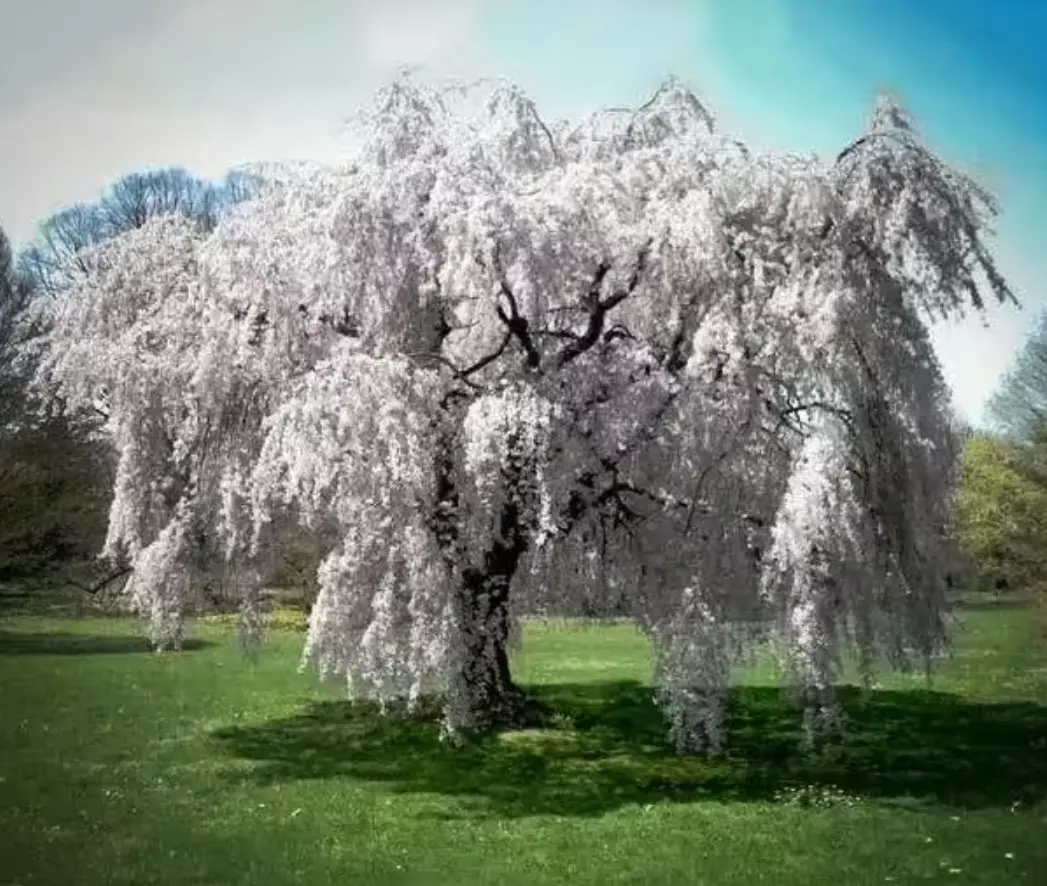 Weeping Cherry Tree - Live Plant - 6-12" Tall Seedling - 2.5" Pot - Ships Potted - No Ship To AK, HI and P.R.