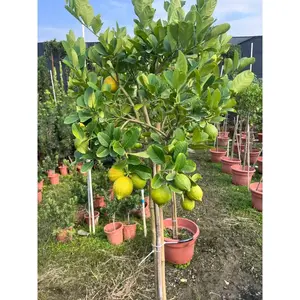 Live Lemon Tree - A dwarf citrus tree suitable for gardens and indoor potting. Produces fresh green lemons, perfect for home cooking and beverage preparation.