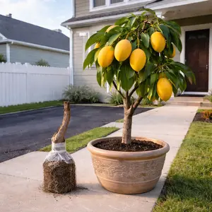 Mango Tree Live Plant, Tropical Fruit Tree Seedling for Garden, Patio and Container Growing, Easy to Grow