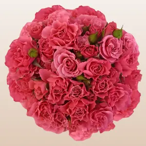 Spray Roses Hot Pink 12 Bunches 10 Stems 40cm3 4 Blooms Per Stem Medium Pink Romantic Bouquet Fragrance