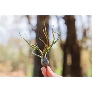 Tillandsia Bulbosa Guatemala Air Plants [Single Plant]