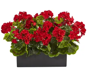 Geranium in Rectangular Planter UV Resistant (Indoor/Outdoor)