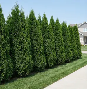 Techny Arborvitae Thuja occidentalis 'Techny' Hardy Evergreen Conifer with Light Green Spring & Dark Green Summer Foliage Compact Upright Pyramidal Shape for Hedges Privacy Windbreaks & Bird-Friendly Habitat