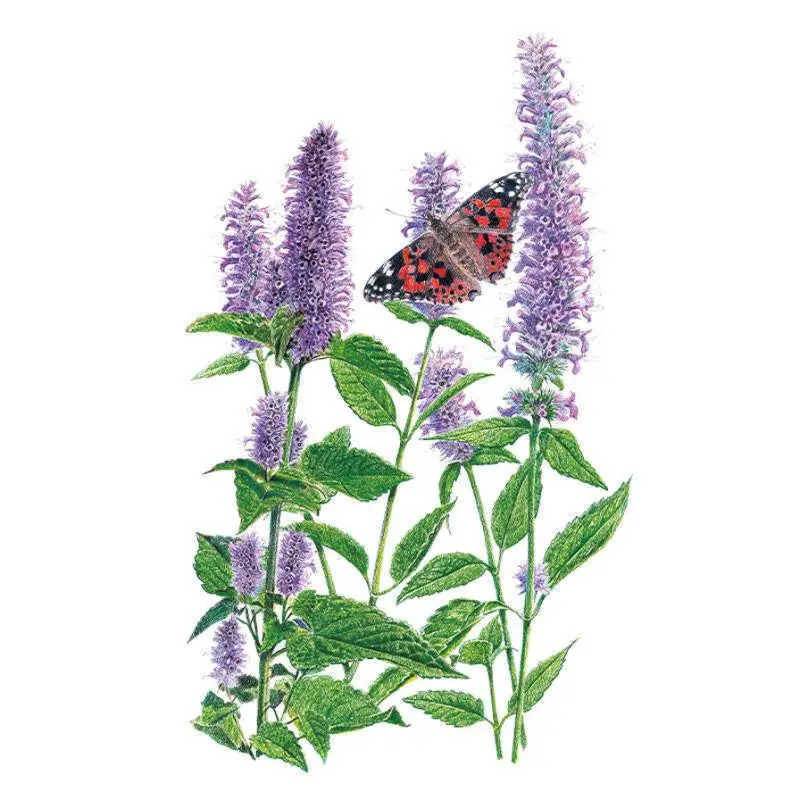 Anise Hyssop Seeds Anise Hyssop Seeds