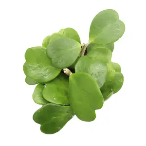 Hoya Kerrii (Non-Variegated) Plant - 6'' from California Tropicals