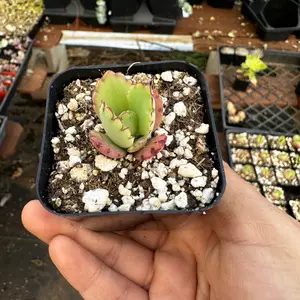 2” Mother of thousands Plant