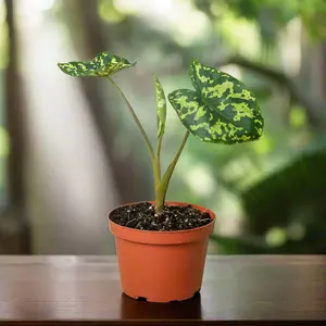 Alocasia 'Hilo Beauty' Indoor Plant with Green Leaf Pattern