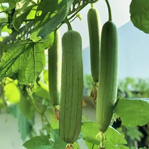 TomorrowSeeds - Tri Leaf Luffa Gourd Seeds -  Smooth Wide Sponge Open Pollinated Cucumber Loofah Bitter Squash Melon Asian Seed For 2025 Season