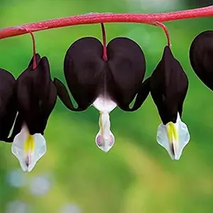 Black Dicentra Eximia-Wild Fringed Bleeding-Heart,Turkey-Corn 25 Seeds Flowering Plant Rare Showy Accent Plant Low-Maintenance