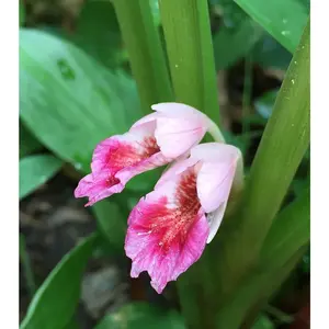 Chinese Keys Ginger - Live Starter Plants - Boesenbergia Rotunda - Grow Your Own Vegetables and Fruit in The Garden or Patio