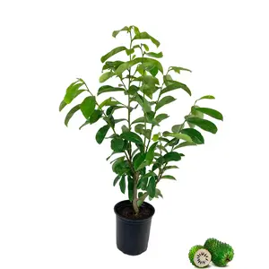 Soursop Tree - Live Tree in a 3 Gallon Pot - Annona Muricata - Tropical Edible Fruit Bearing Tree