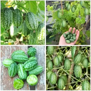 80+ Mini Thumb Watermelon Cucamelon Fruit Seeds, Non-GMO Mexican Sour Gherkin Melothria Scabra Edible Seeds, Easy to Grow for Indoor Outdoor Home Garden Yard Farm Planting for Home Gardeners