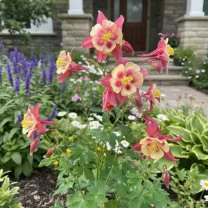 100 Columbine Seeds – Pink & Yellow Aquilegia – Hardy Perennial – Elegant Spring Blooming Garden Flowers
