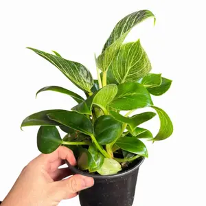 6" Philodendron Birkin, Live Houseplant, Indoor Plant