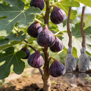 Black Mission Fig tree for Planting, Easy Grow Fig Tree for Beginners, Sweet Fruit Home Garden Plant, Outdoor Indoor Container Friendly