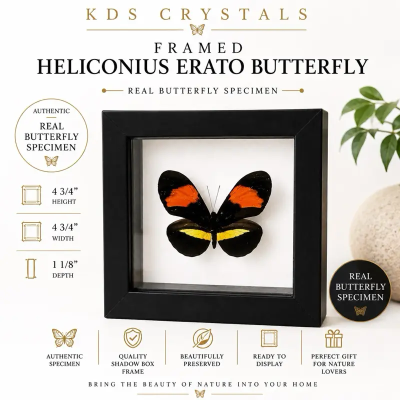 Real Preserved Heliconius Erato - Framed  Butterfly Shadow Box