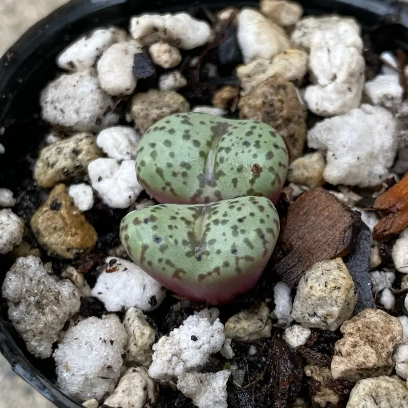Conophytum Obcordellum Mundum Rare Succulents Mini Plant with Unique Green Spotted Texture and Compact Growth