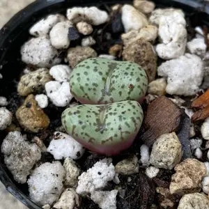Conophytum Obcordellum Mundum Rare Succulents Mini Plant with Unique Green Spotted Texture and Compact Growth