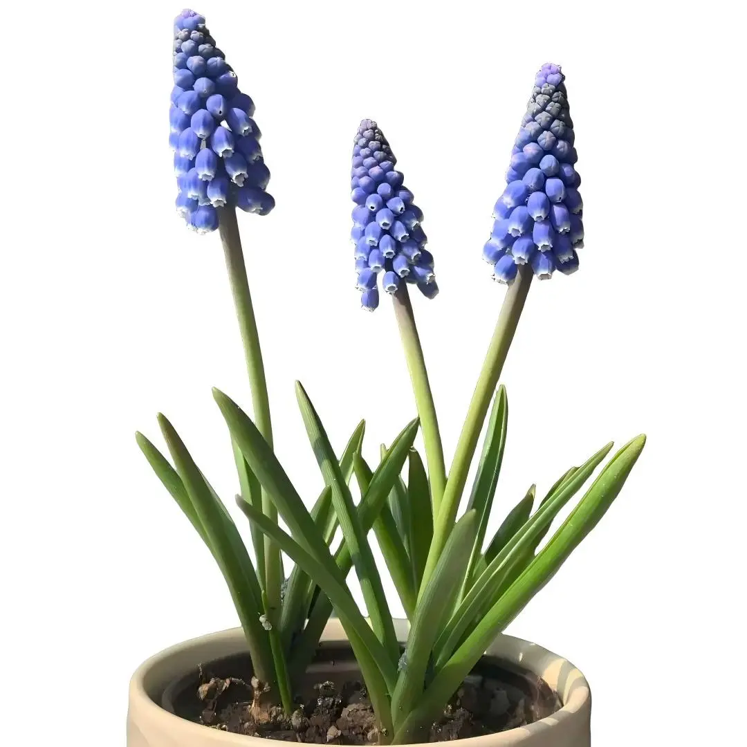Muscari Armeniacum Bulbs, Grape Hyacinth Flower Tubers, Perennial Flower Bulbs for Garden & Potted Planting backyard