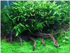 BUY 2 GET 1 FREE Java Fern (Microsorum Pteropus)-Easy Live Aquarium Pond Aquatic Plant