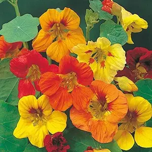 Tall Trailing Mix Nasturtium - 100 Seeds - Easy to Grow Garden or Container Flowers