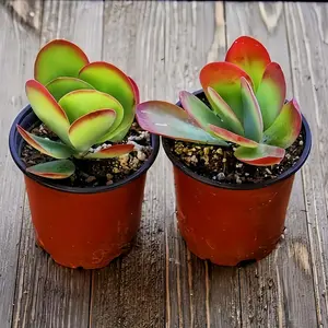 2 Inch Cute Live Succulent Plants, Fully Rooted Small Pots, Easy Care DIY Planting Plants for Pets, Desktop Decoration
