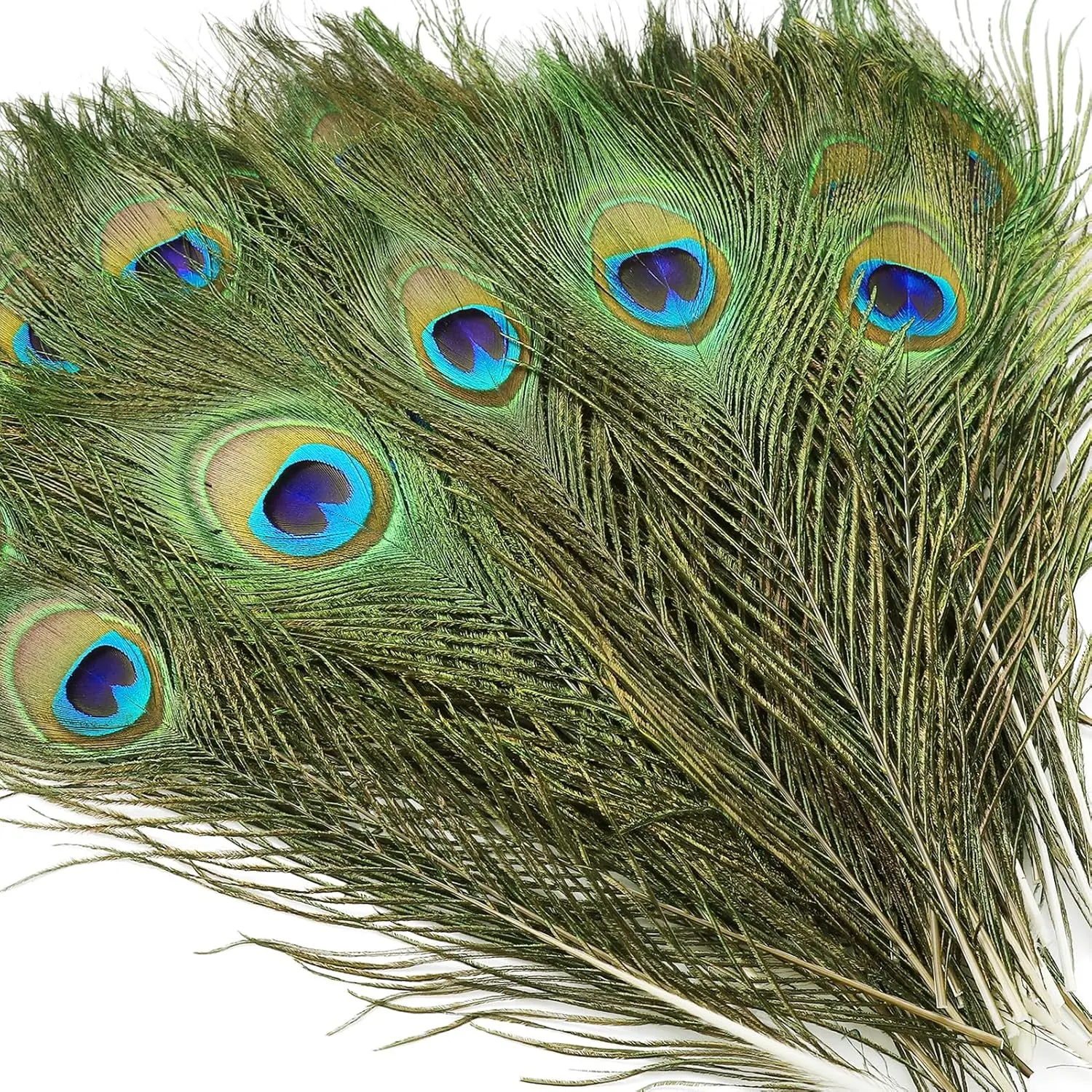 20 count Real  Peacock Eye Feathers 10-12 inch,for DIY Craft,Floral Arrangements,Wedding, and Party Decorations Feathers,