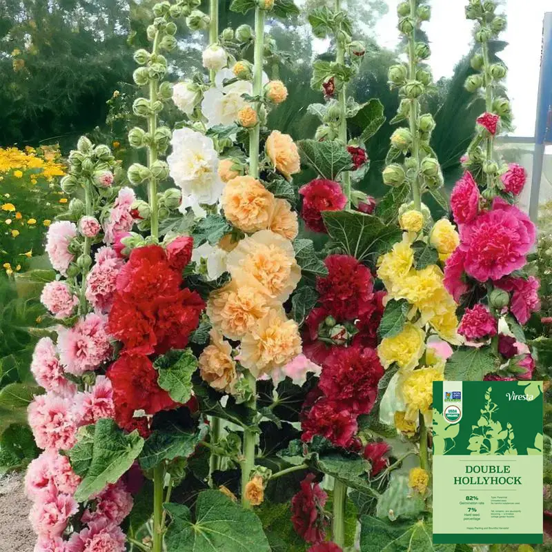 500pcs Double Hollyhock Seeds 'Radiant Rose’ - Mixed Colors, Non-GMO Heirloom, Hardy Biennial for Vibrant & Tall Blooms Plant Garden Outdoor Flower Pot Decorative Tulip