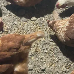 LuckyQworms 44 lbs Dried Black Soldier Fly Larvae Mealworms for Chickens Birds Bluebirds Hamsters Turtles Fish Hedgehogs High Protein Omega-3 Fatty Acids Pet Food for Poultry Reptile Rodent Daily Treats