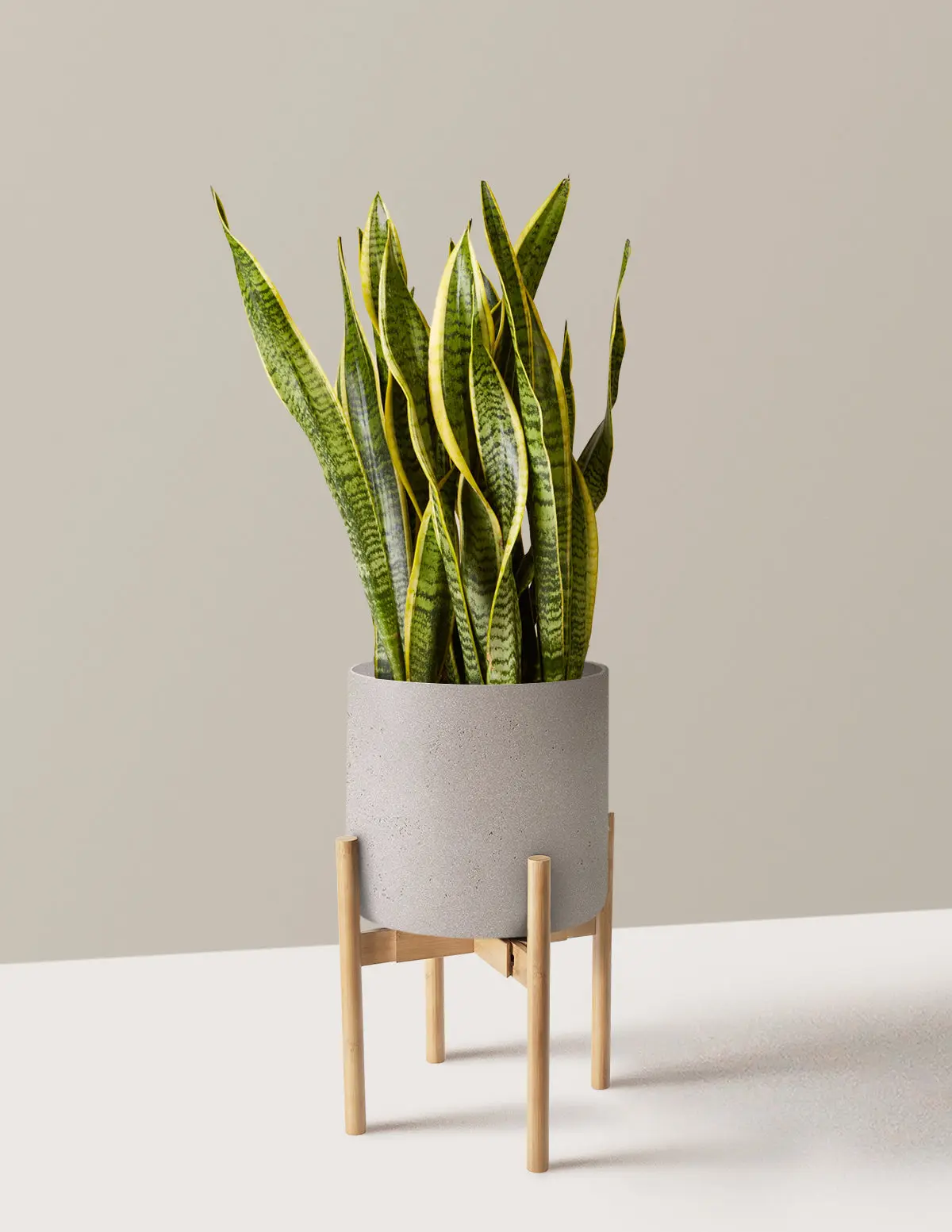 Snake Plant Laurentii Snake Plant Laurentii