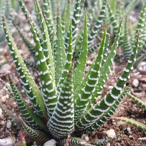 Zebra Plant 'Haworthia fasciata'