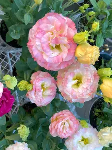 800 Pcs Non-GMO Lisianthus Seeds - Premium Heirloom Double Petal Flowers for Vibrant Displays